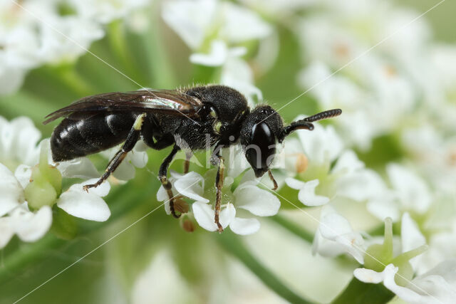 Stipmaskerbij (Hylaeus styriacus)