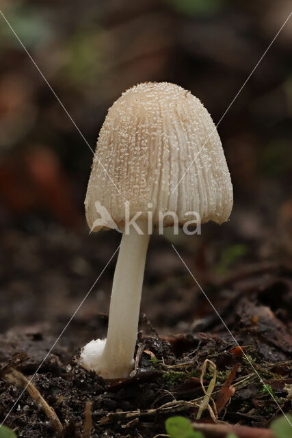 Grote viltinktzwam (Coprinus domesticus)