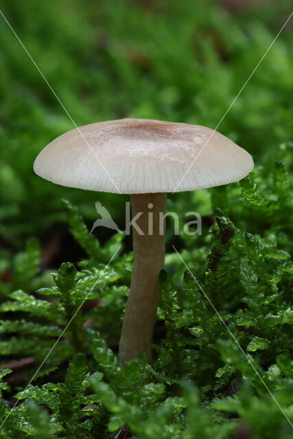 Fragrant Funnel (Clitocybe fragrans)