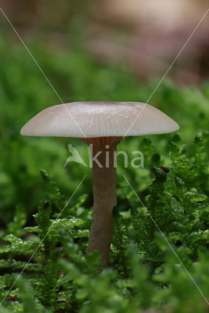 Slanke anijstrechterzwam (Clitocybe fragrans)