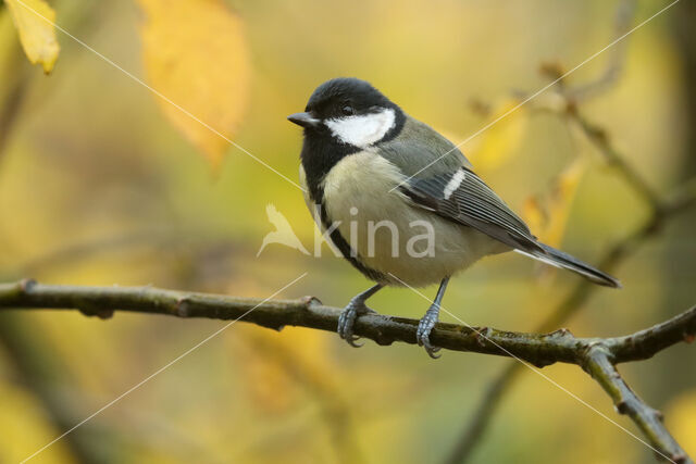 Great Tit (Parus major)