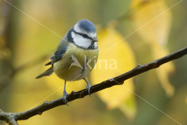 Blue Tit (Parus caeruleus)