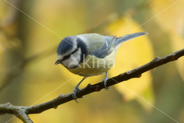 Blue Tit (Parus caeruleus)