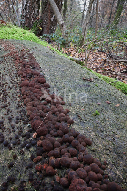 Roestbruine kogelzwam (Hypoxylon fragiforme)