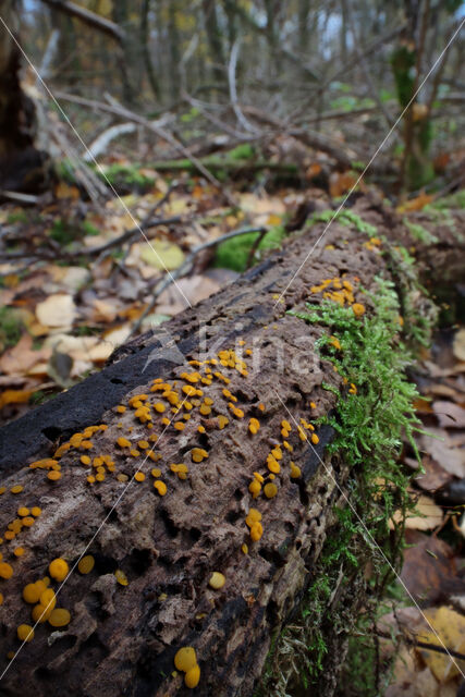 Geel schijfzwammetje (Bisporella citrina)