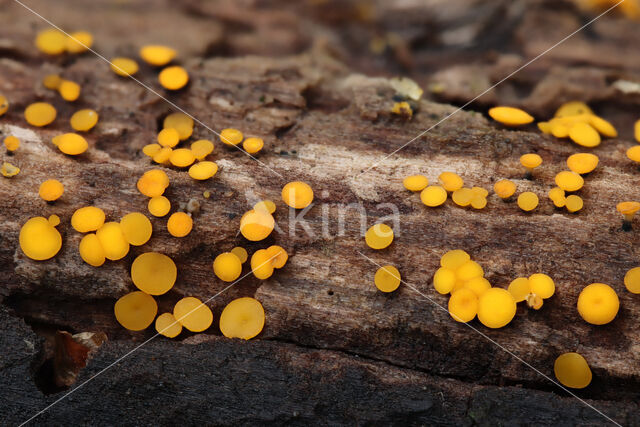 Geel schijfzwammetje (Bisporella citrina)