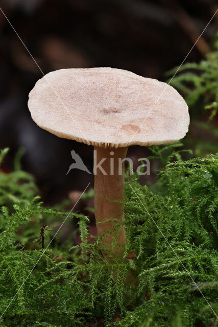 Kokosmelkzwam (Lactarius glyciosmus)