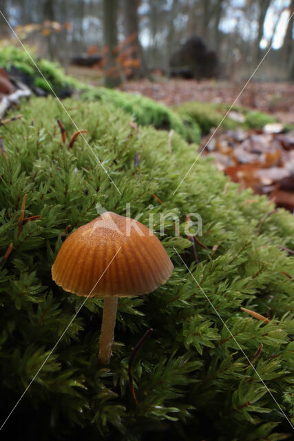 Honinggeel mosklokje (Galerina pumila)