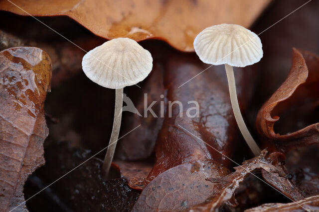 Grijze mycena (Mycena cinerella)