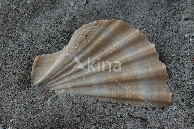 Pecten complanatus