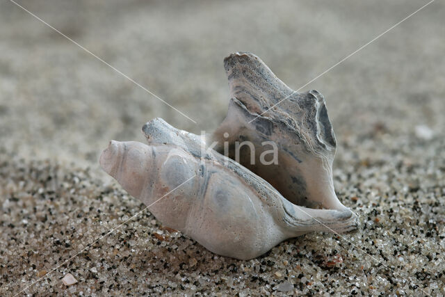 Aporrhais scaldensis