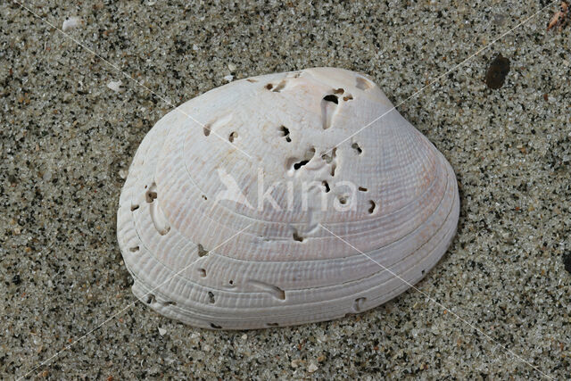 Cross-cut Carpet-shell (Tapes decussatus)