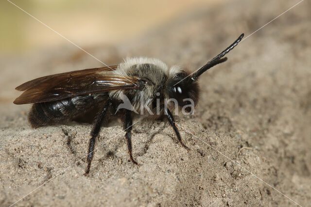 Andrena pilipes