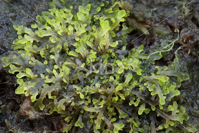 Lesser Germanderwort (Riccardia incurvata)