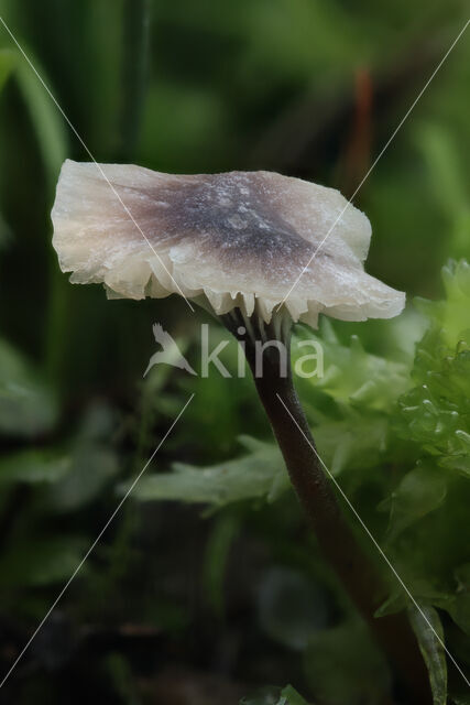 Paarsharttrechtertje (Rickenella swartzii)