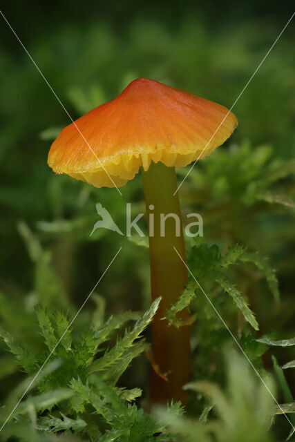 Zwartwordende wasplaat (Hygrocybe conica)