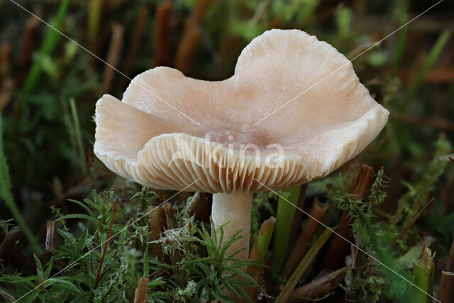 Kokosmelkzwam (Lactarius glyciosmus)