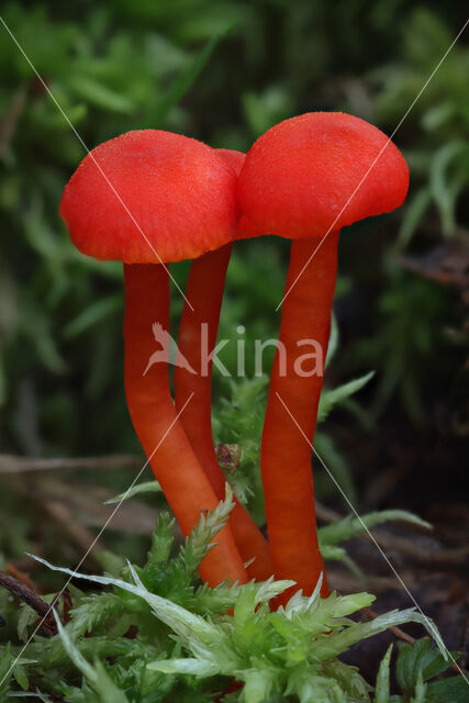 Vermilion Waxcap (Hygrocybe miniata)