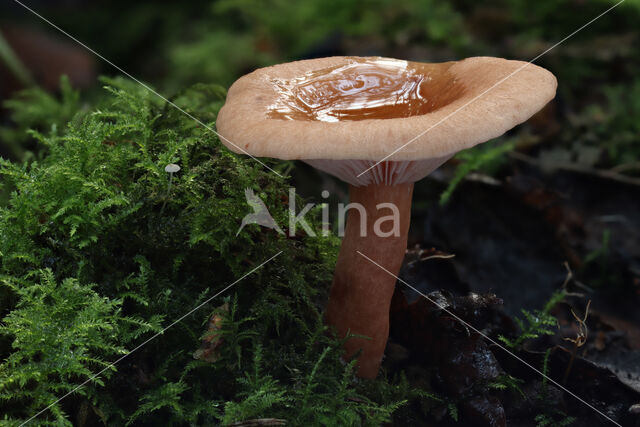 Lactarius theiogalus