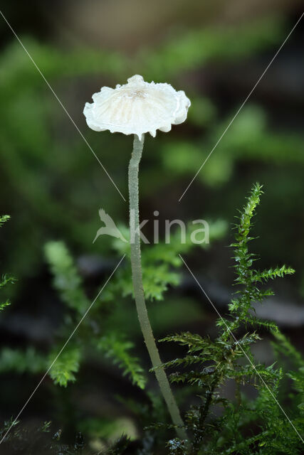 Kleine breedplaatmycena (Mycena speirea)