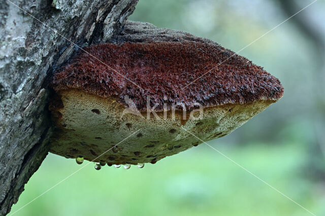 Ruige weerschijnzwam (Inonotus hispidus)