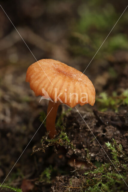 Gekroesde fopzwam (Laccaria tortilis)