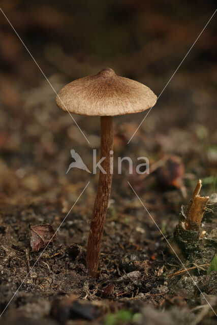 Zandpadvezelkop (Inocybe lacera)