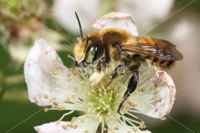 Kustbehangersbij (Megachile maritima)