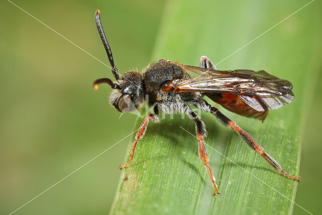 Wasp-bee (Nomada similis)