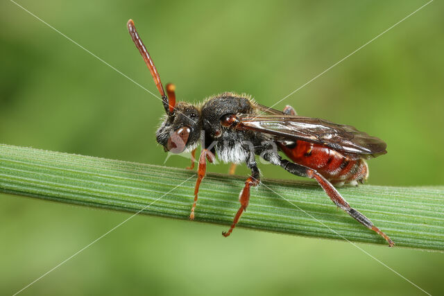 Matglanswespbij (Nomada similis)