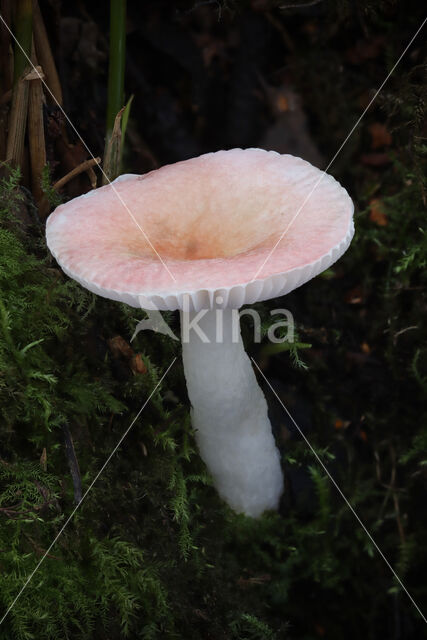 Roze berkenrussula (Russula betularum)