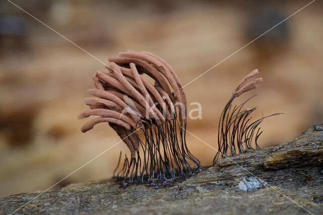 Stemonitis axifera