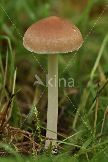 Spring Brittlestem (Psathyrella spadiceogrisea)