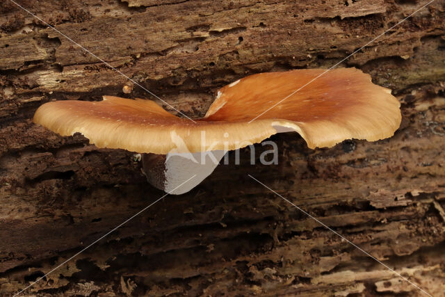 Peksteel (Polyporus badius)