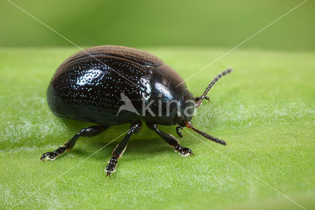 Donkerblauw goudhaantje (Chrysolina haemoptera)