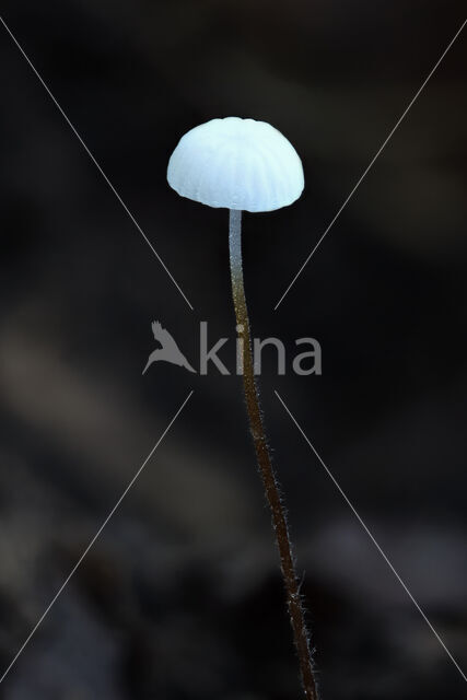 Tengere beukentaailing (Marasmius setosus)