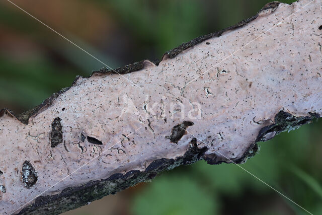 Paarse eikenschorszwam (Peniophora quercina)