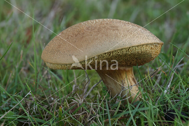 Roodsteelfluweelboleet (Boletus chrysenteron)