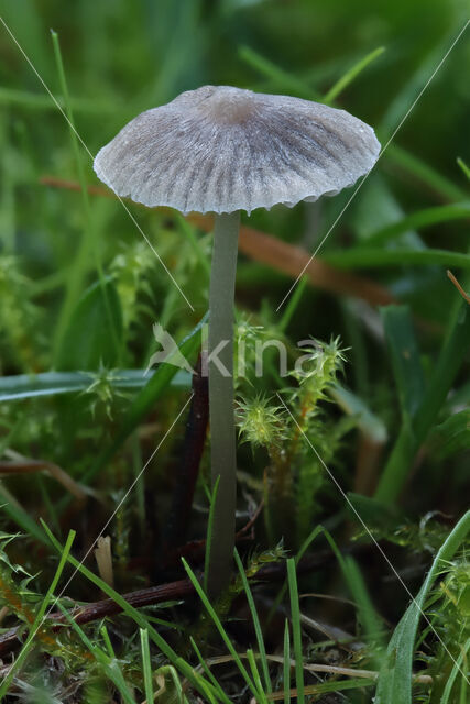 Grijsbruine grasmycena (Mycena aetites)