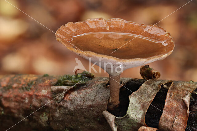 Winter polypore (Polyporus brumalis)