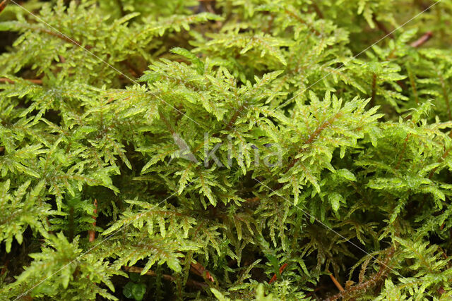 Glittering Wood-moss (Hylocomium splendens)