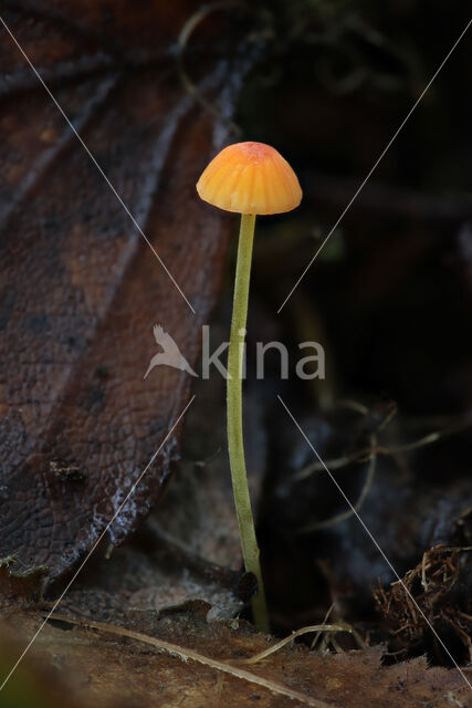 Oranje dwergmycena (Mycena acicula)