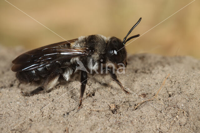 Andrena pilipes