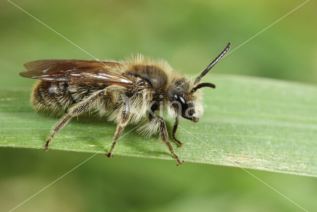 Andrena humilis