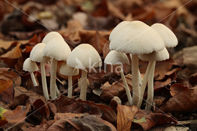 Fringed Crumble Cap