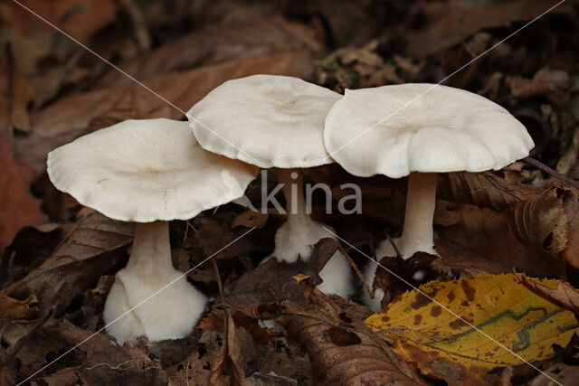 Frosty Funnel (Clitocybe phyllophila)