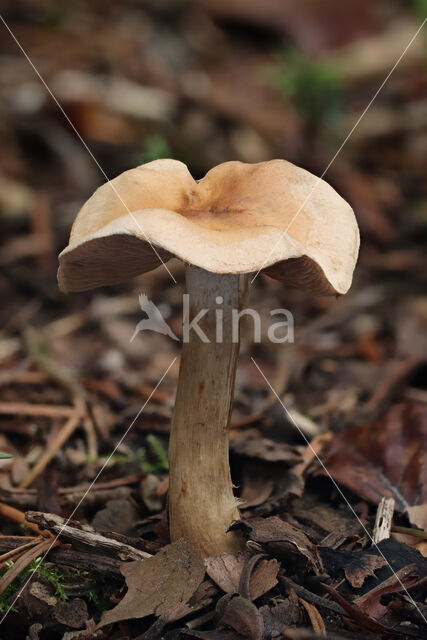 Veiled Poison Pie (Hebeloma mesophaeum)