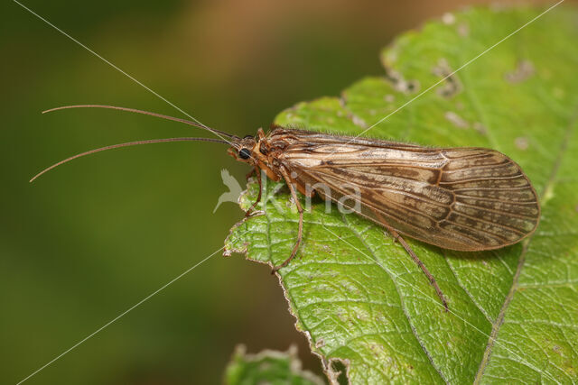 Halesus radiatus