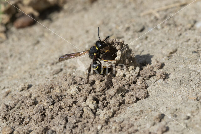 Gewone Schoorsteenwesp (Odynerus spinipes)