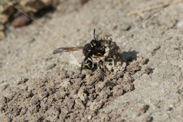 Gewone Schoorsteenwesp (Odynerus spinipes)